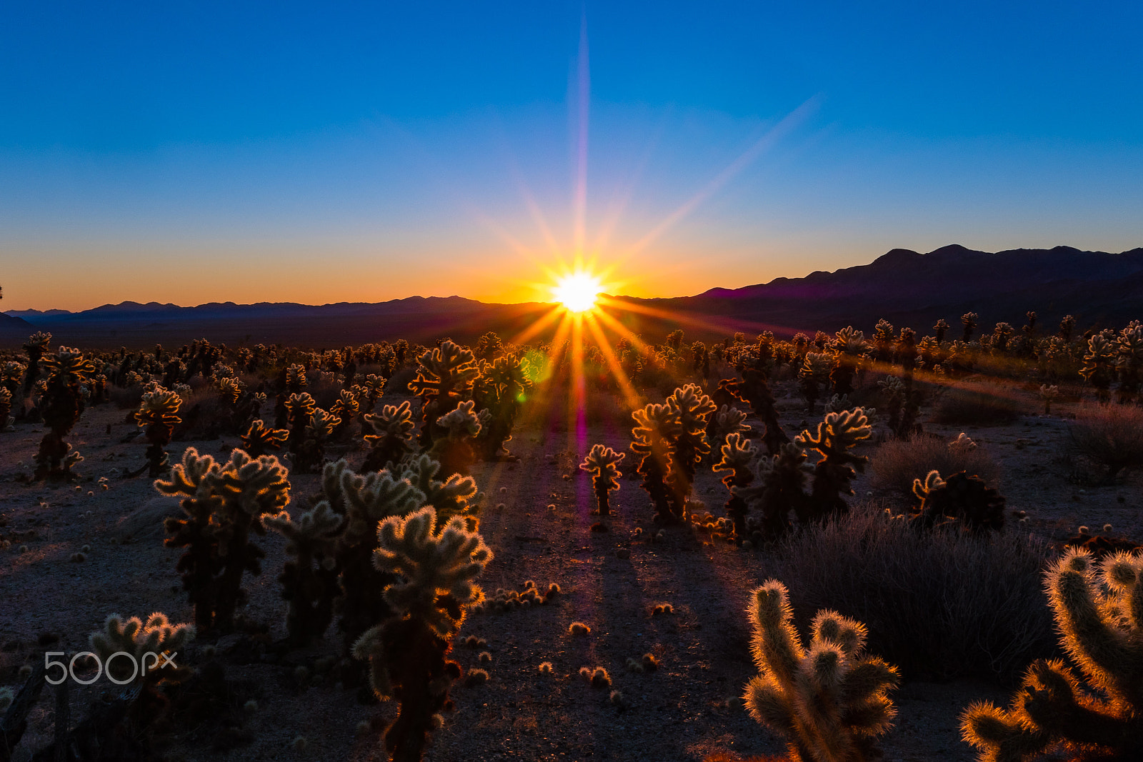 Panasonic Lumix DMC-GX8 + LEICA DG SUMMILUX 15/F1.7 sample photo. Sunrise at cholla cactus garden / joshua tree np, ca photography