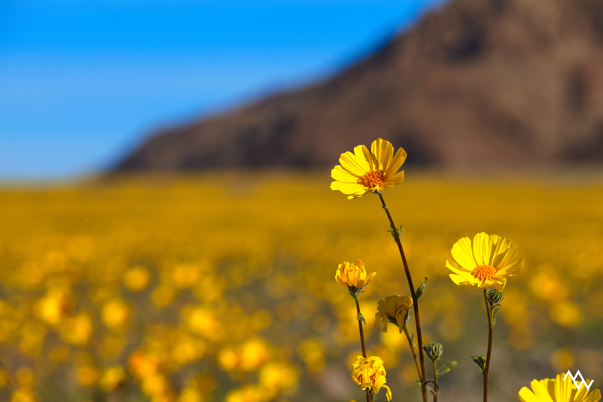 Desert Sunflowers