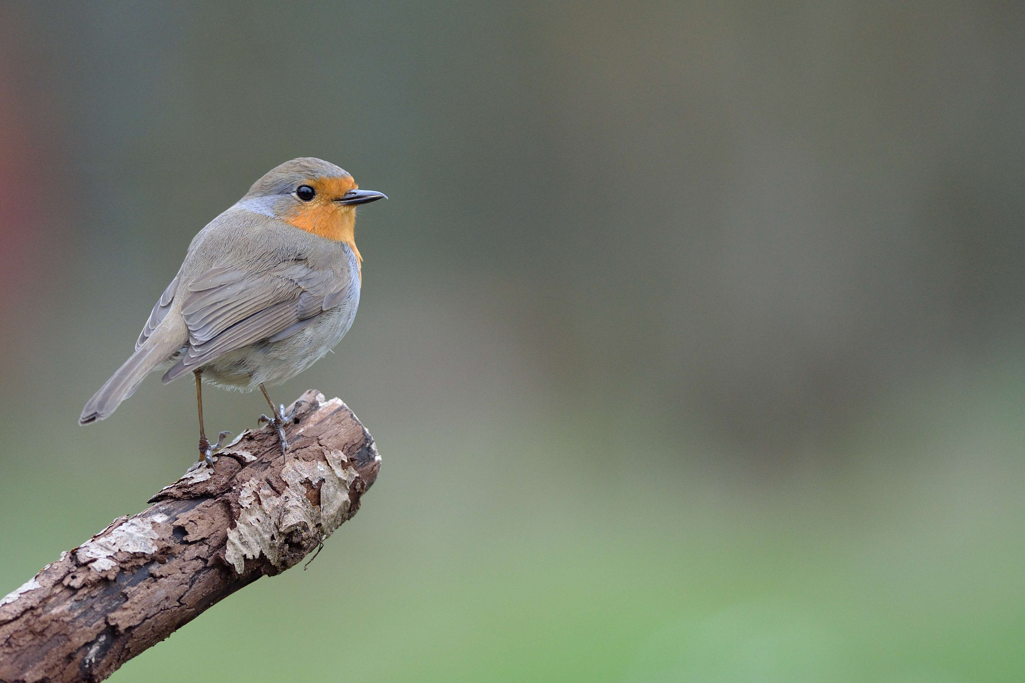 Nikon D5100 + Nikon AF-S Nikkor 300mm F4D ED-IF sample photo. Rouge-gorge photography