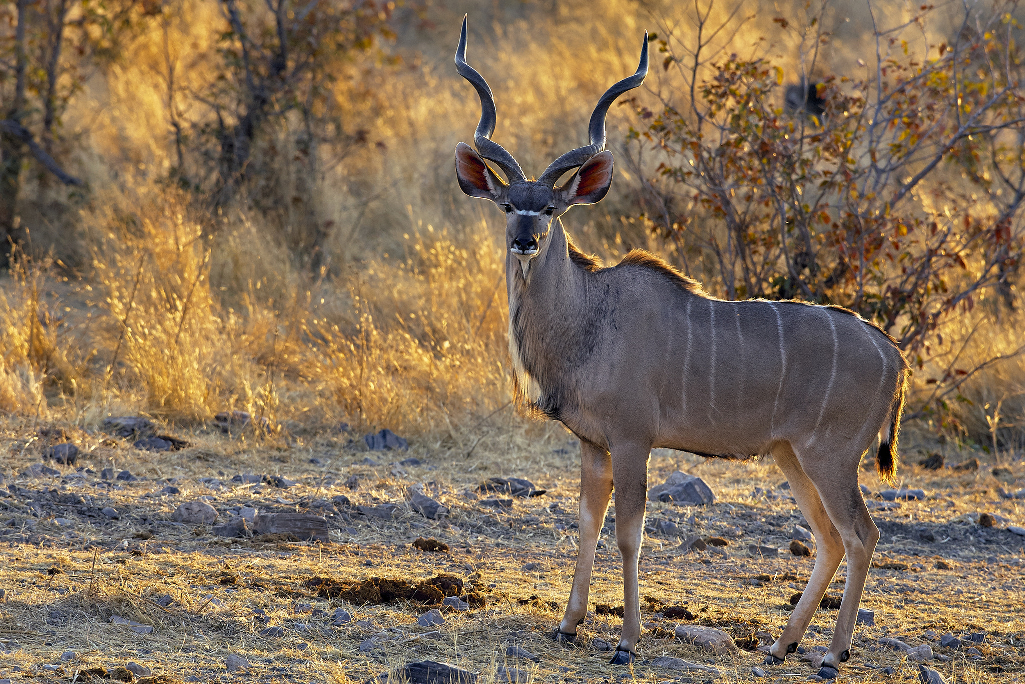 Canon EF 600mm F4L IS USM sample photo. Kudu photography