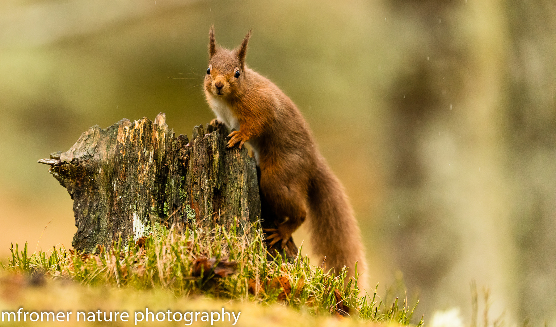 Canon EF 200mm F2L IS USM sample photo. A curious red squirrel photography