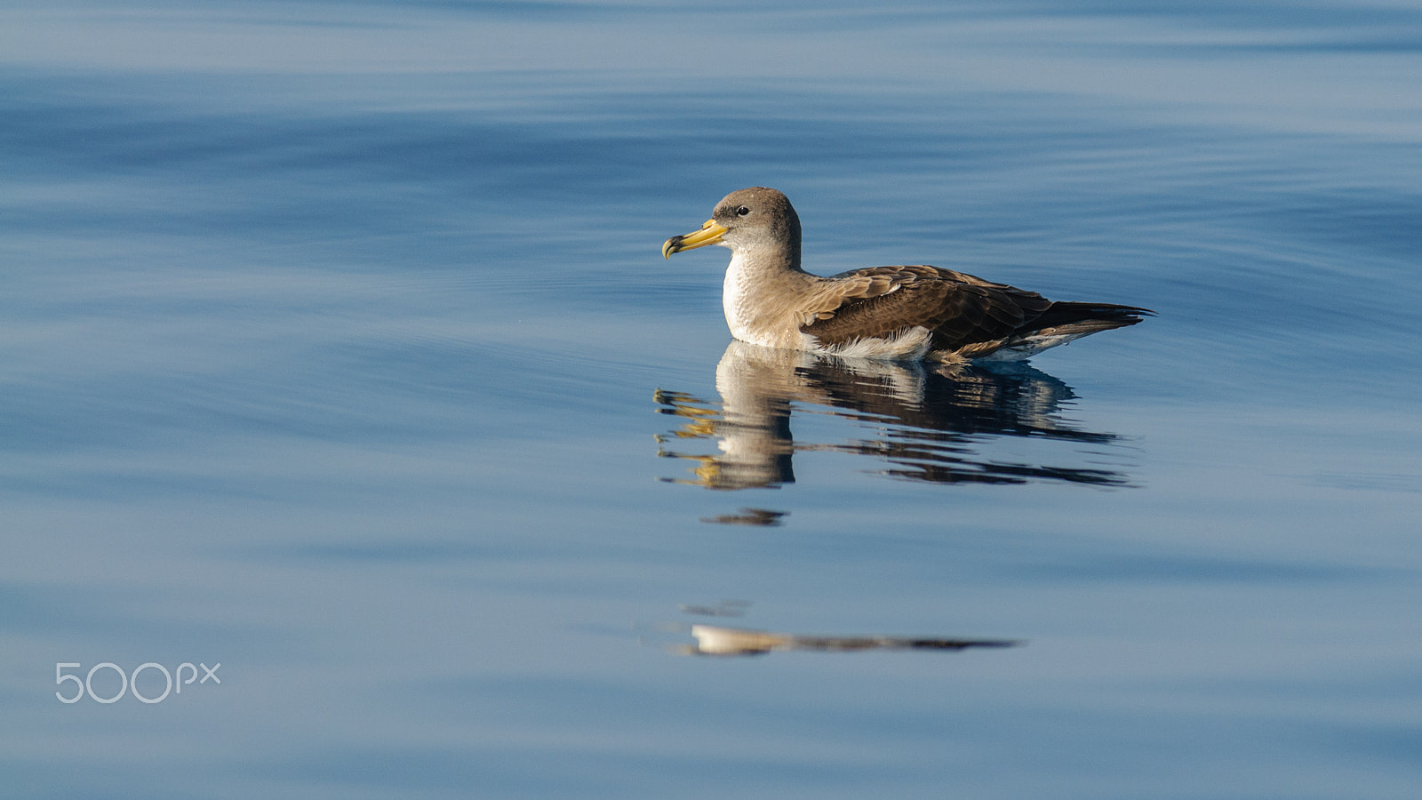 Nikon AF-S Nikkor 300mm F2.8G ED-IF VR sample photo. Scopoli's shearwater photography
