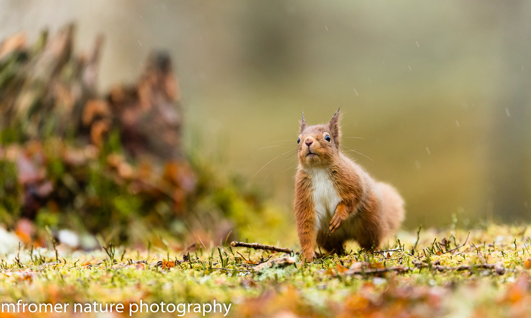 Canon EOS 5DS R + Canon EF 200mm F2L IS USM sample photo. Red squirrel looking out photography