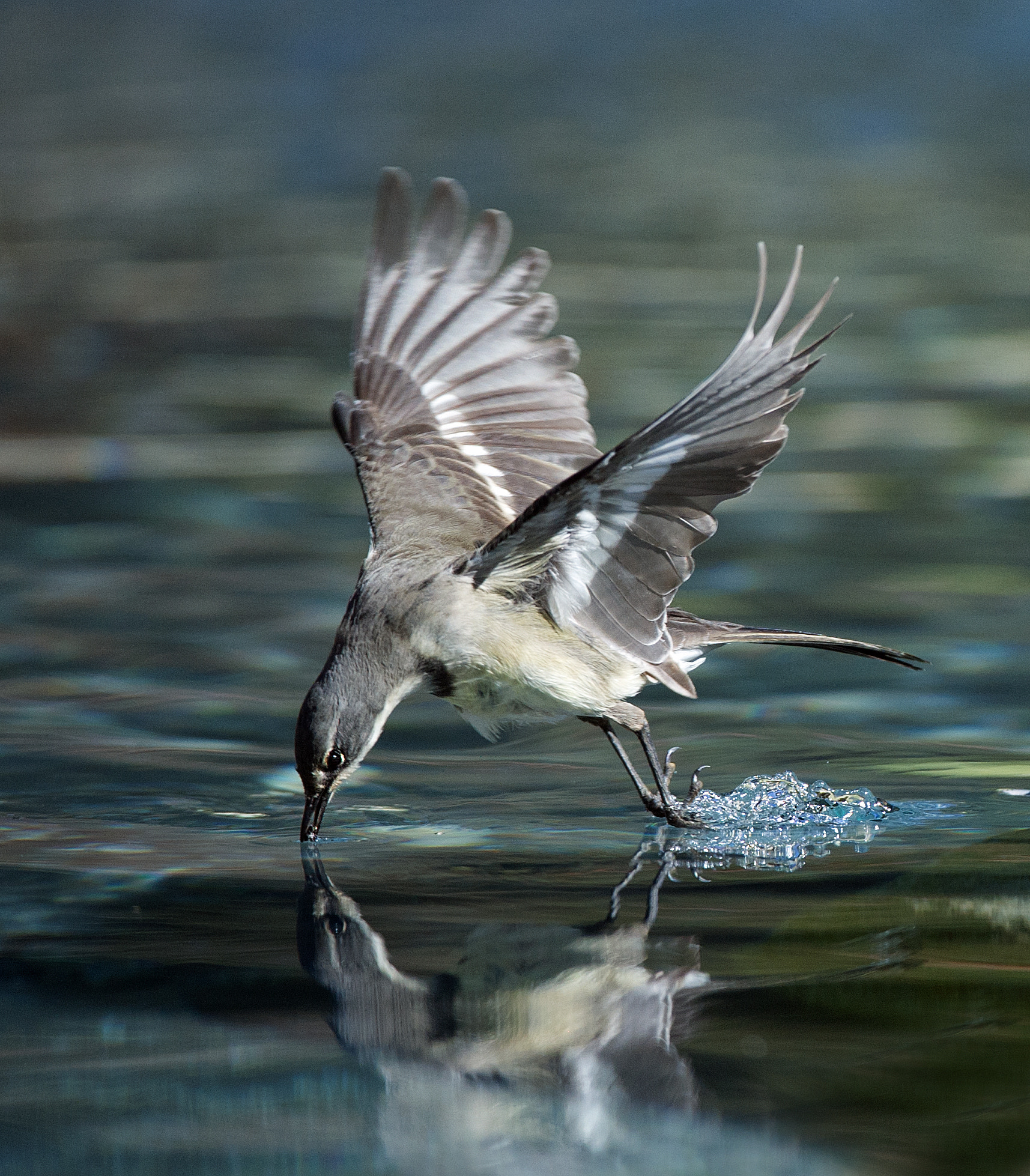 Nikon D3S + Nikon AF-S Nikkor 200-400mm F4G ED VR II sample photo. Cape wagtail photography