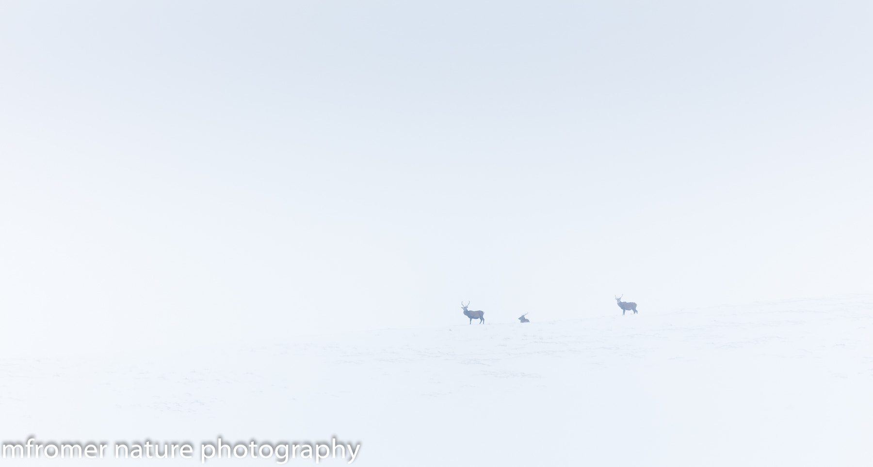 Canon EOS 5DS R + Canon EF 500mm F4L IS II USM sample photo. Red deer in winter photography