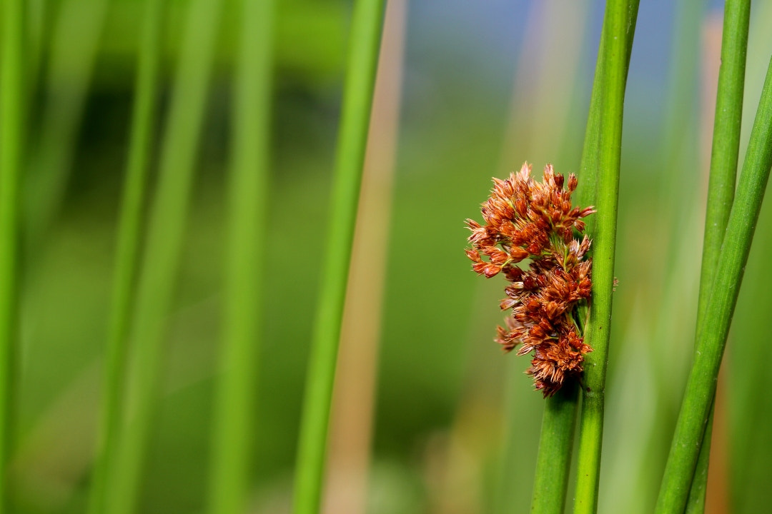 Canon 105mm sample photo