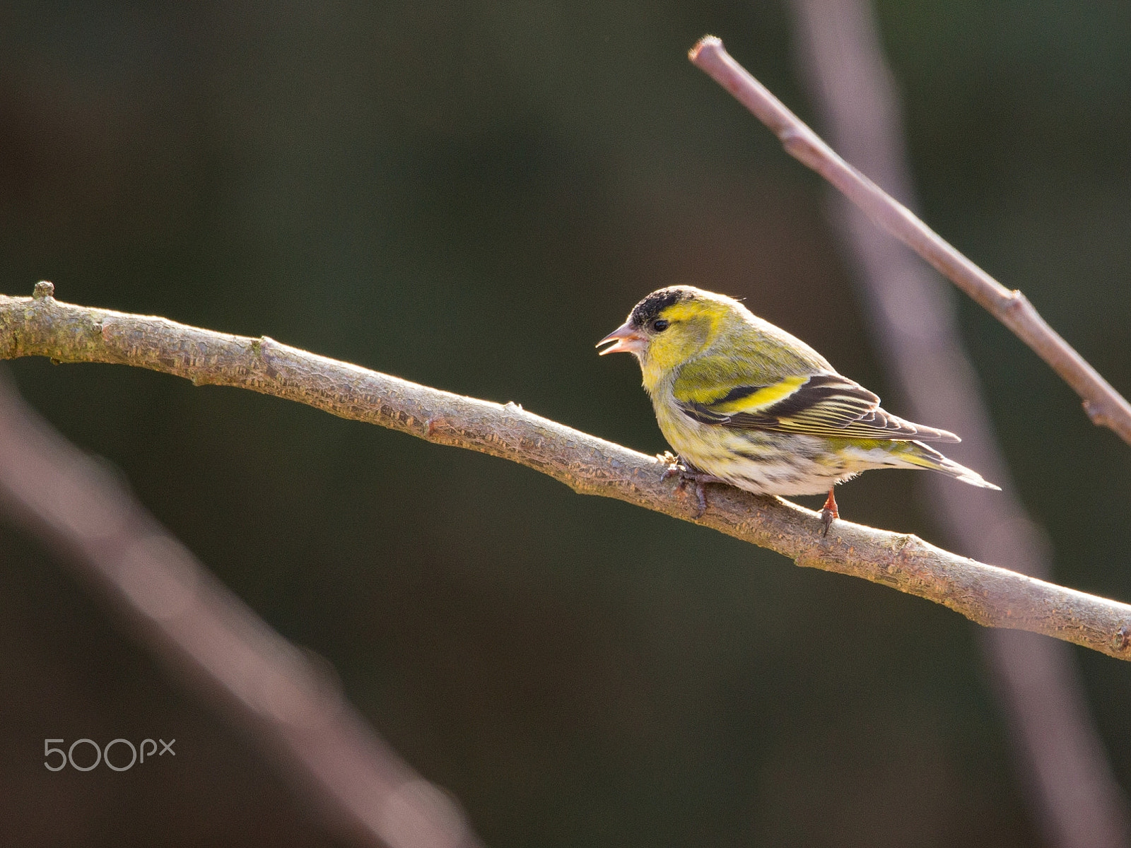 Tamron SP 150-600mm F5-6.3 Di VC USD sample photo. This morning's birding catch photography
