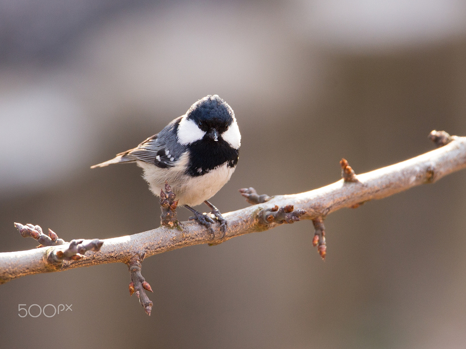 Tamron SP 150-600mm F5-6.3 Di VC USD sample photo. This morning's birding catch 2 photography