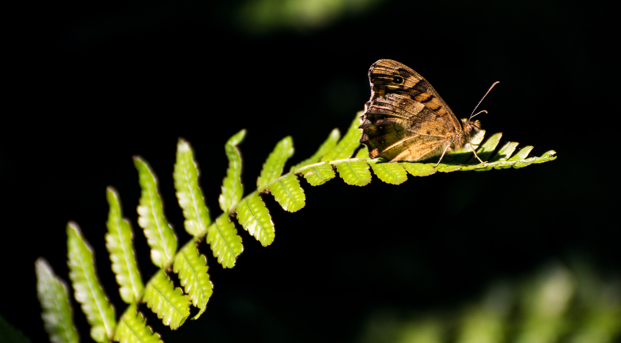 Tamron SP 35mm F1.8 Di VC USD sample photo. Butterfly photography