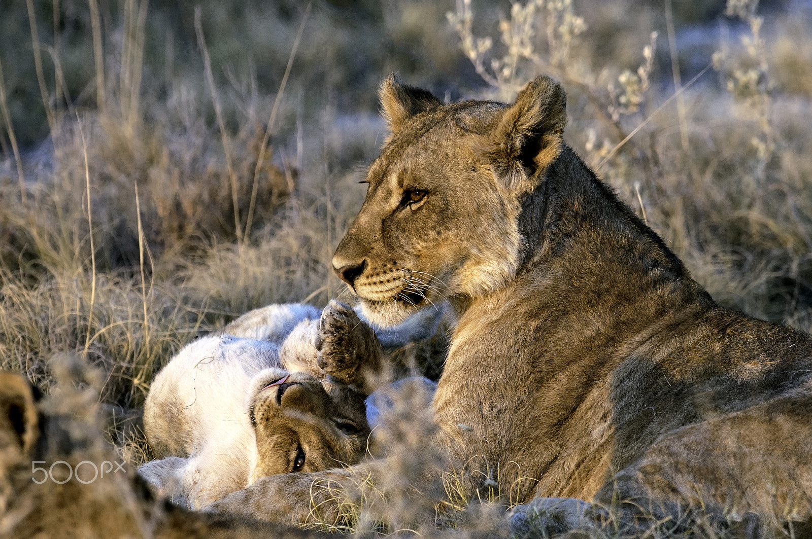 Nikon AF-S Nikkor 300mm F2.8G ED-IF VR sample photo. Lion photography