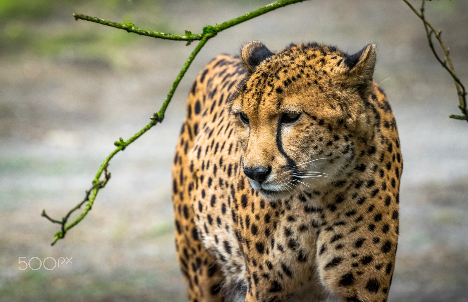 Sigma 50-500mm F4.5-6.3 DG OS HSM sample photo. Cheetah photography