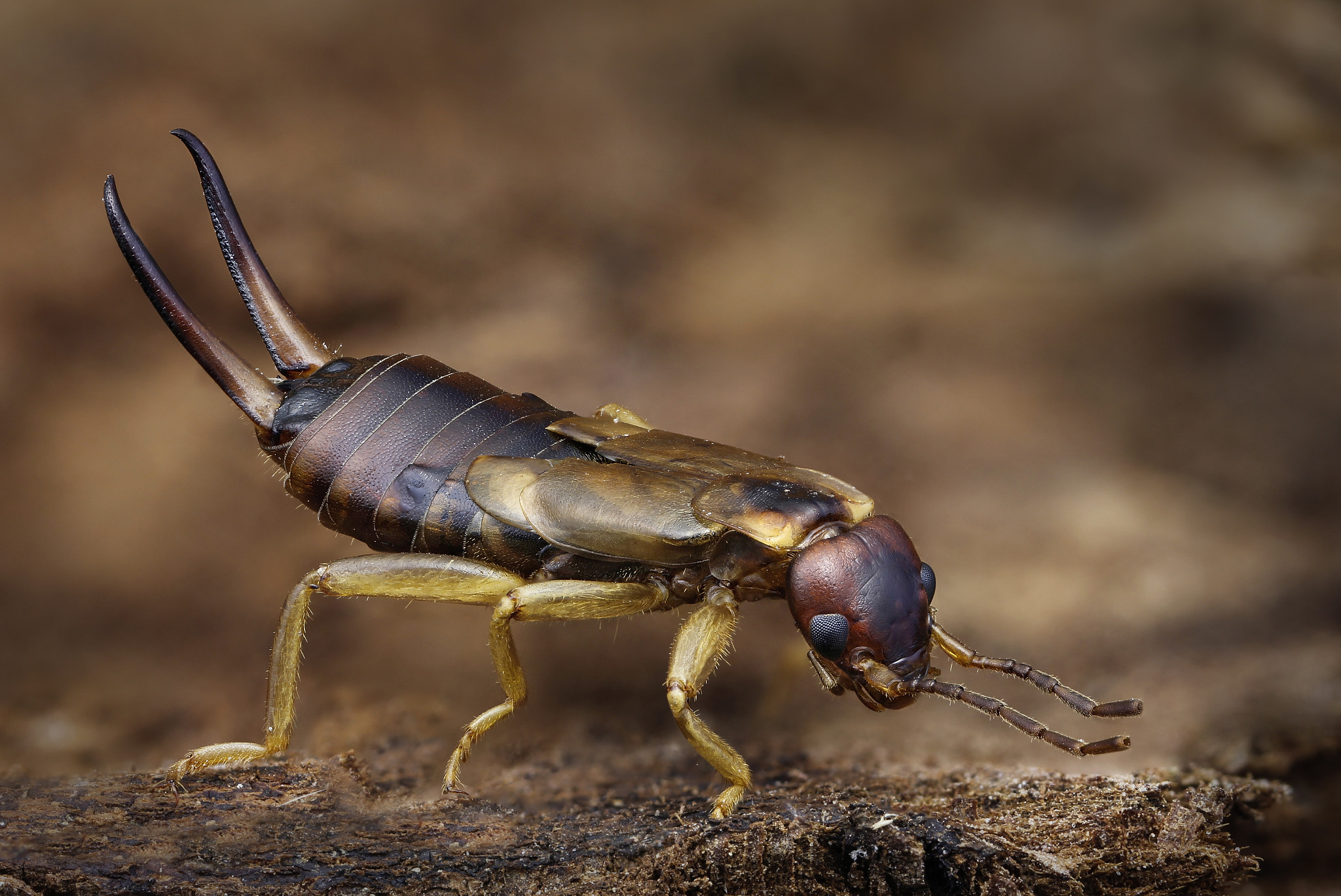 Canon MP-E 65mm F2.5 1-5x Macro Photo sample photo. Earwig photography