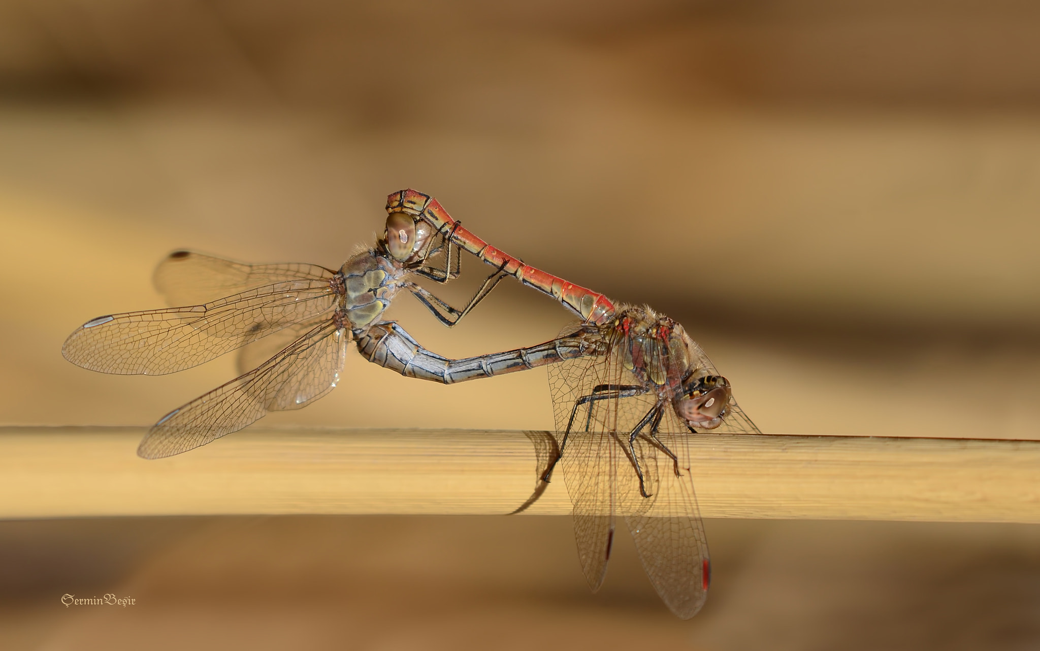 Sigma 50-500mm F4-6.3 EX APO RF HSM sample photo. Yusufcuk - dragonfly - anisoptera photography