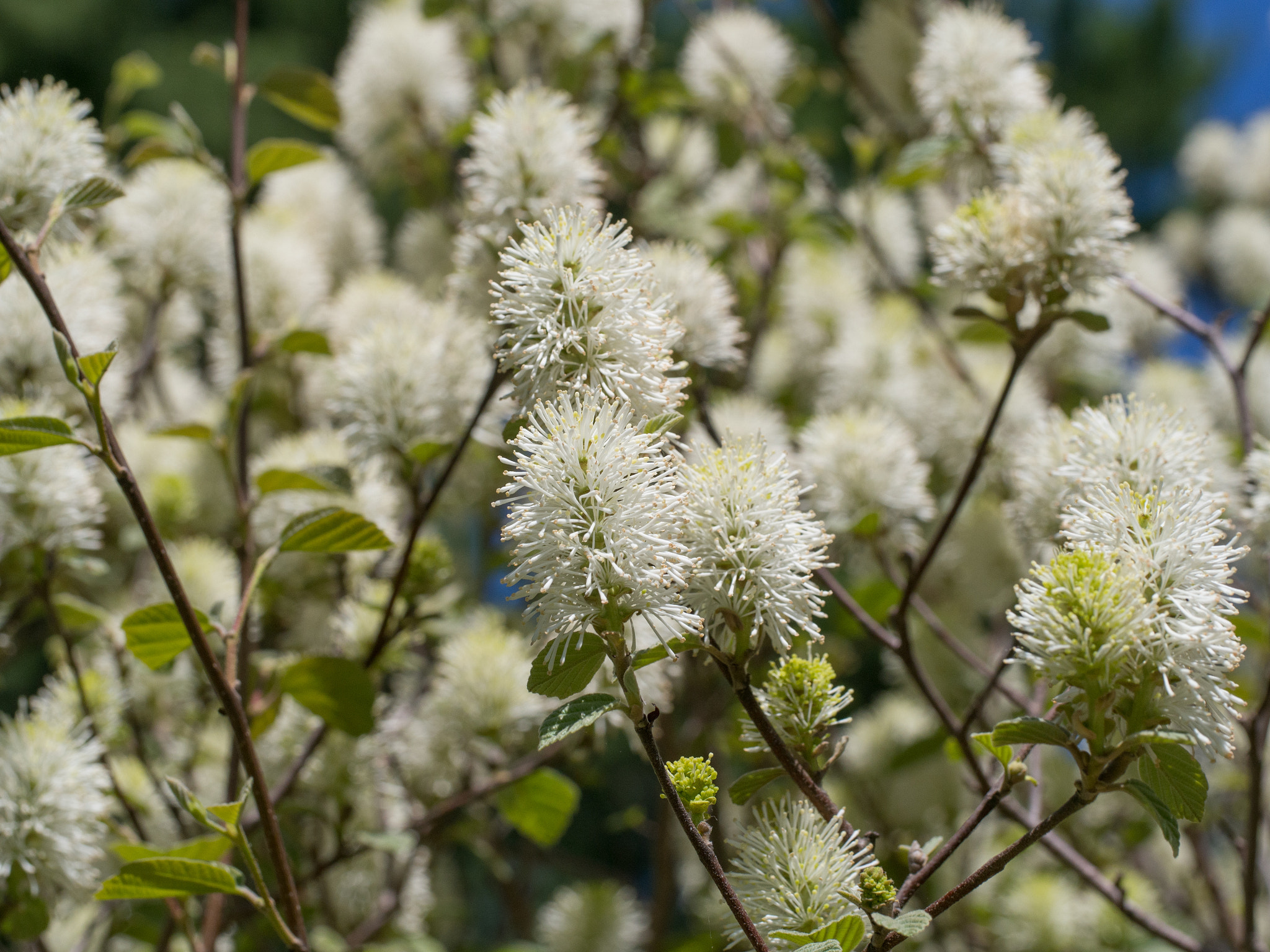 Olympus PEN E-P5 sample photo. Fothergilla photography