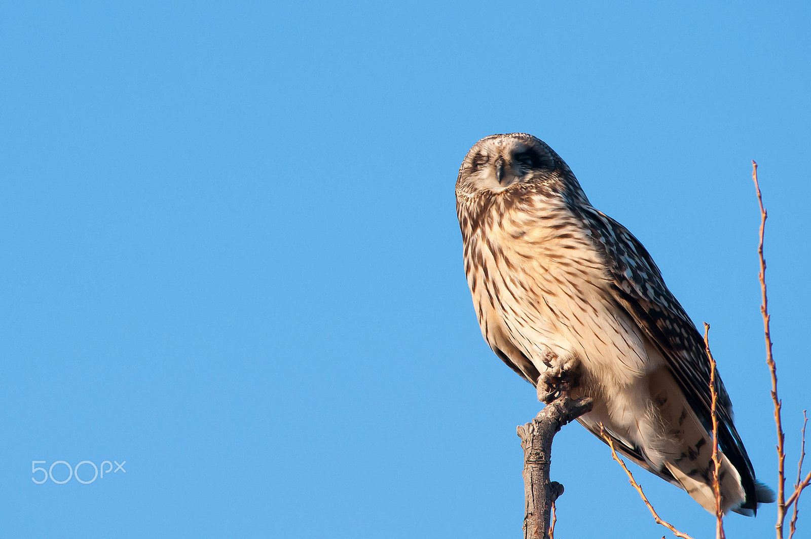 Nikon D300 + AF Nikkor 300mm f/4 IF-ED sample photo. I am sleeping yet,, photography