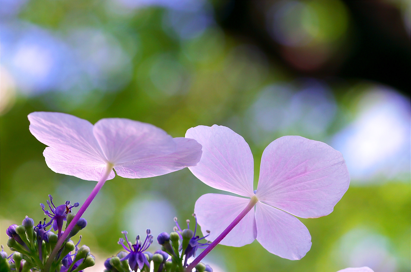 Pentax smc D-FA 100mm F2.8 Macro WR sample photo. 愕アジサイ（gakuajisai） photography