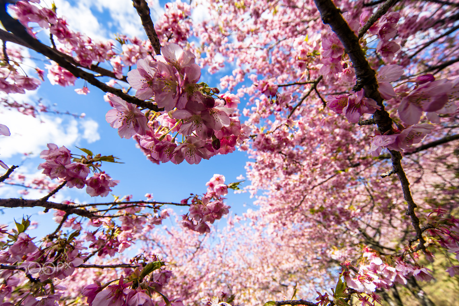 Sony a7R II + Minolta AF 28-80mm F3.5-5.6 II sample photo. Forest of a cherry tree（_dsc8955.jpg） photography