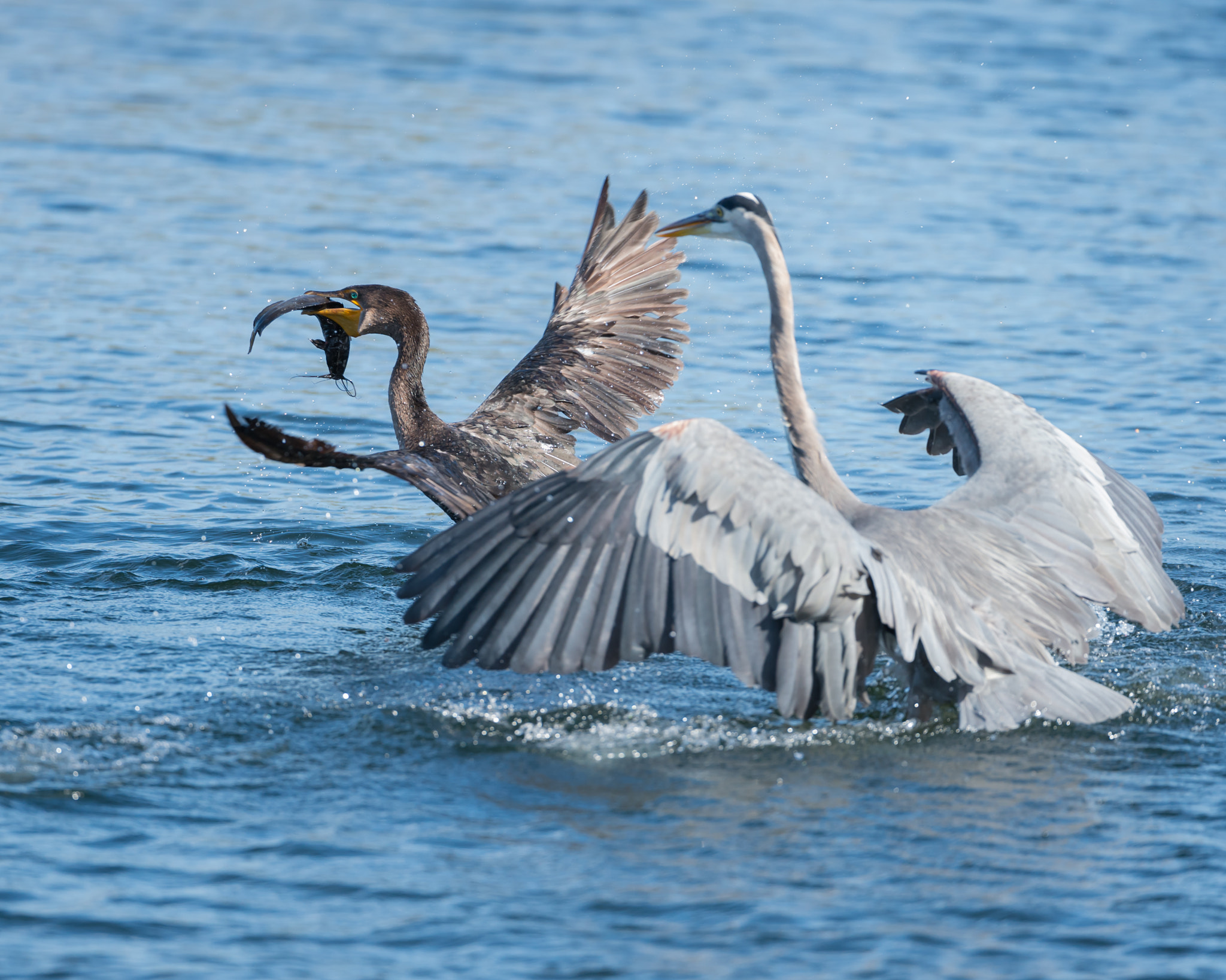 Nikon AF-S Nikkor 200-400mm F4G ED-IF VR sample photo. Food fight photography