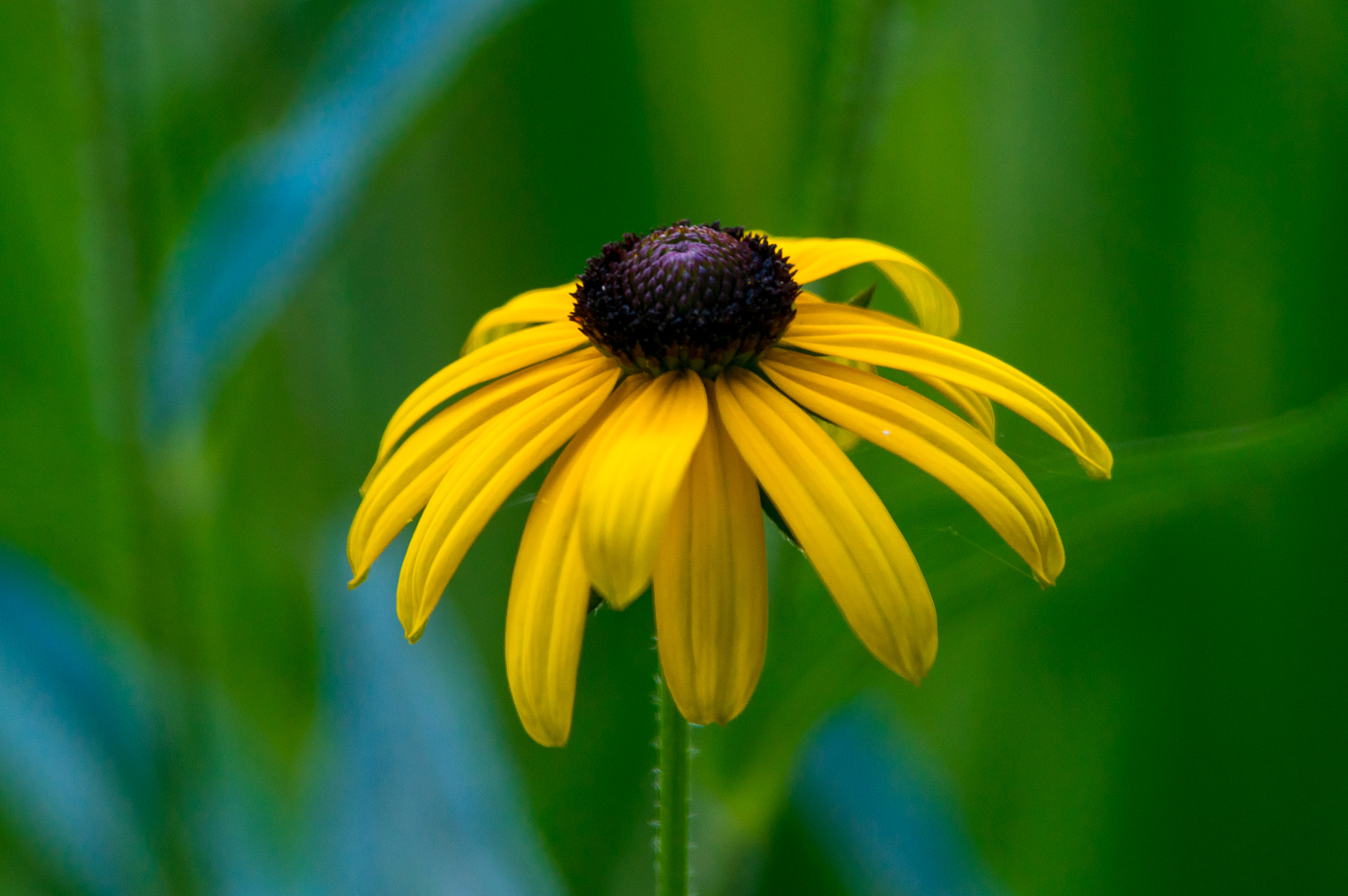 Pentax K-3 sample photo. Yellow photography