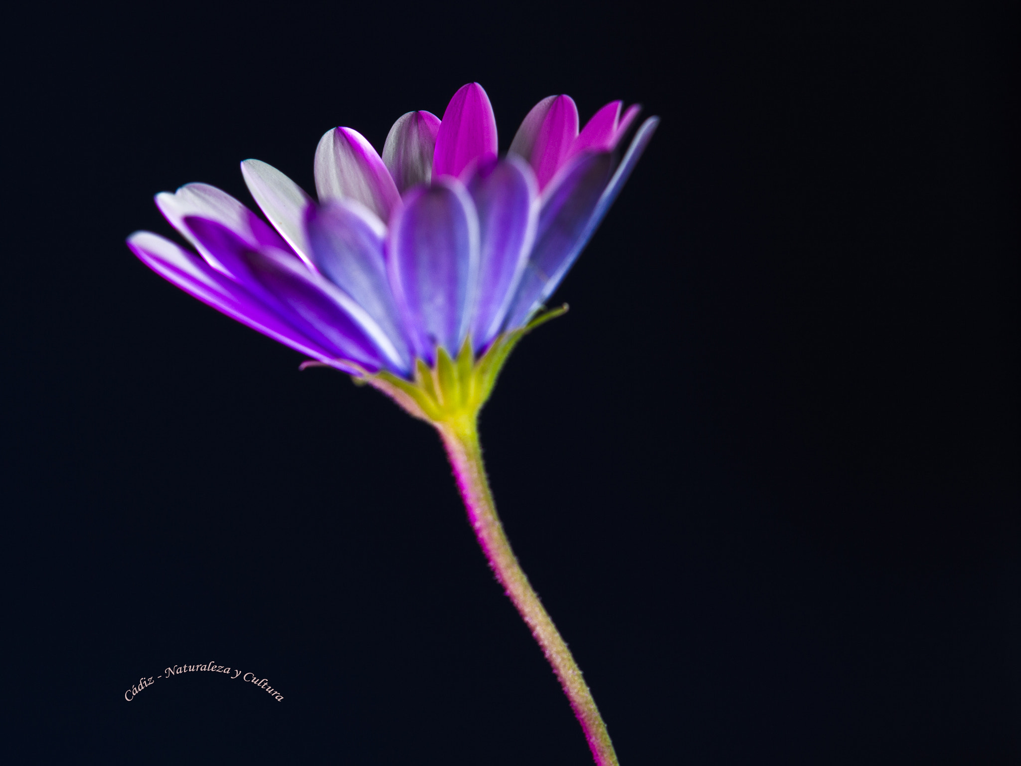 Sigma 105mm F2.8 EX DG OS HSM sample photo. Venus... photography
