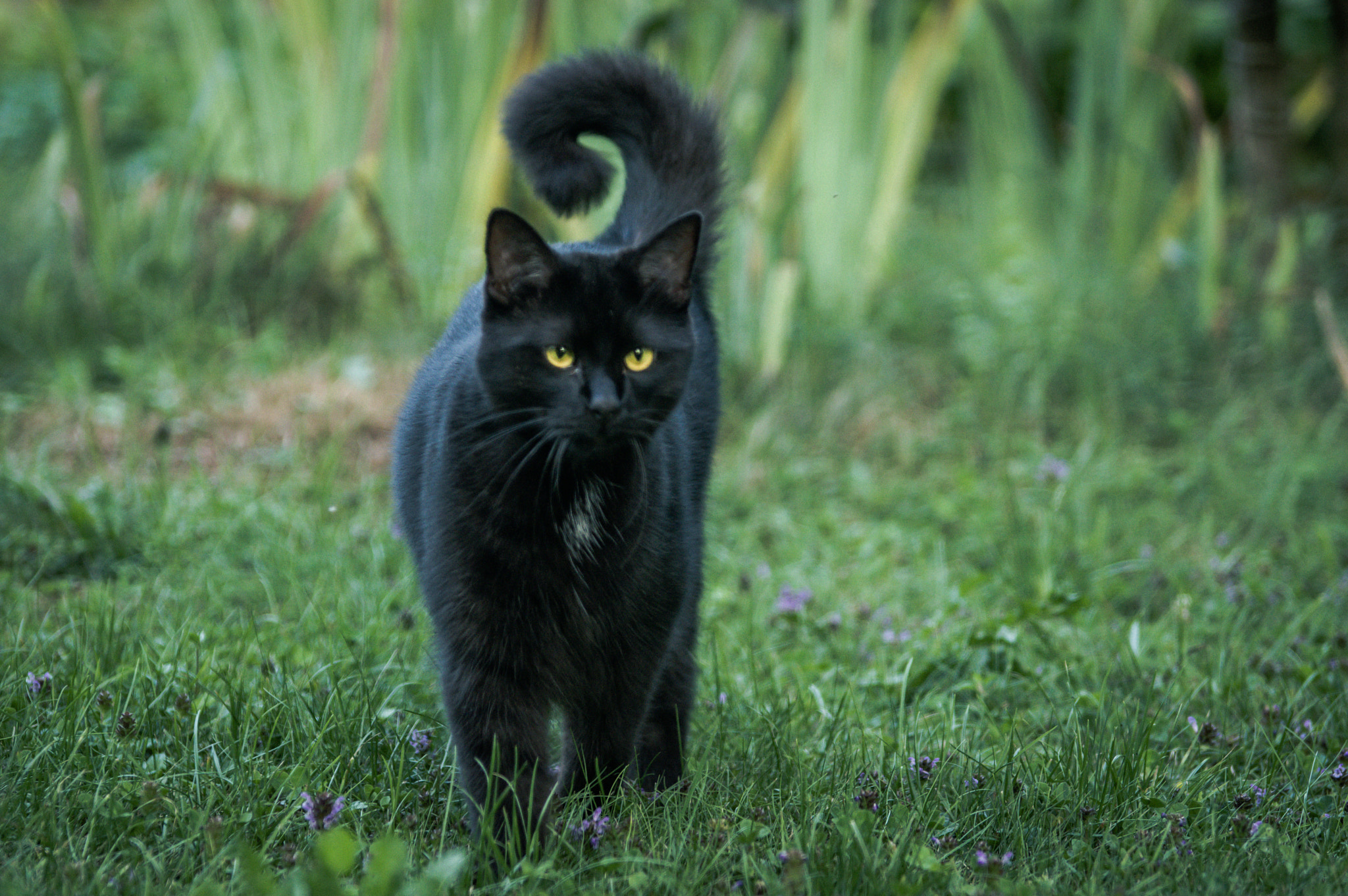 Pentax K-3 sample photo. Black cat photography