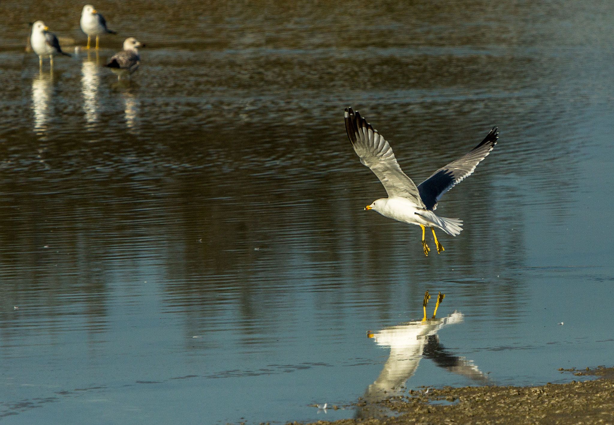 Canon EF 70-200mm F2.8L IS USM sample photo