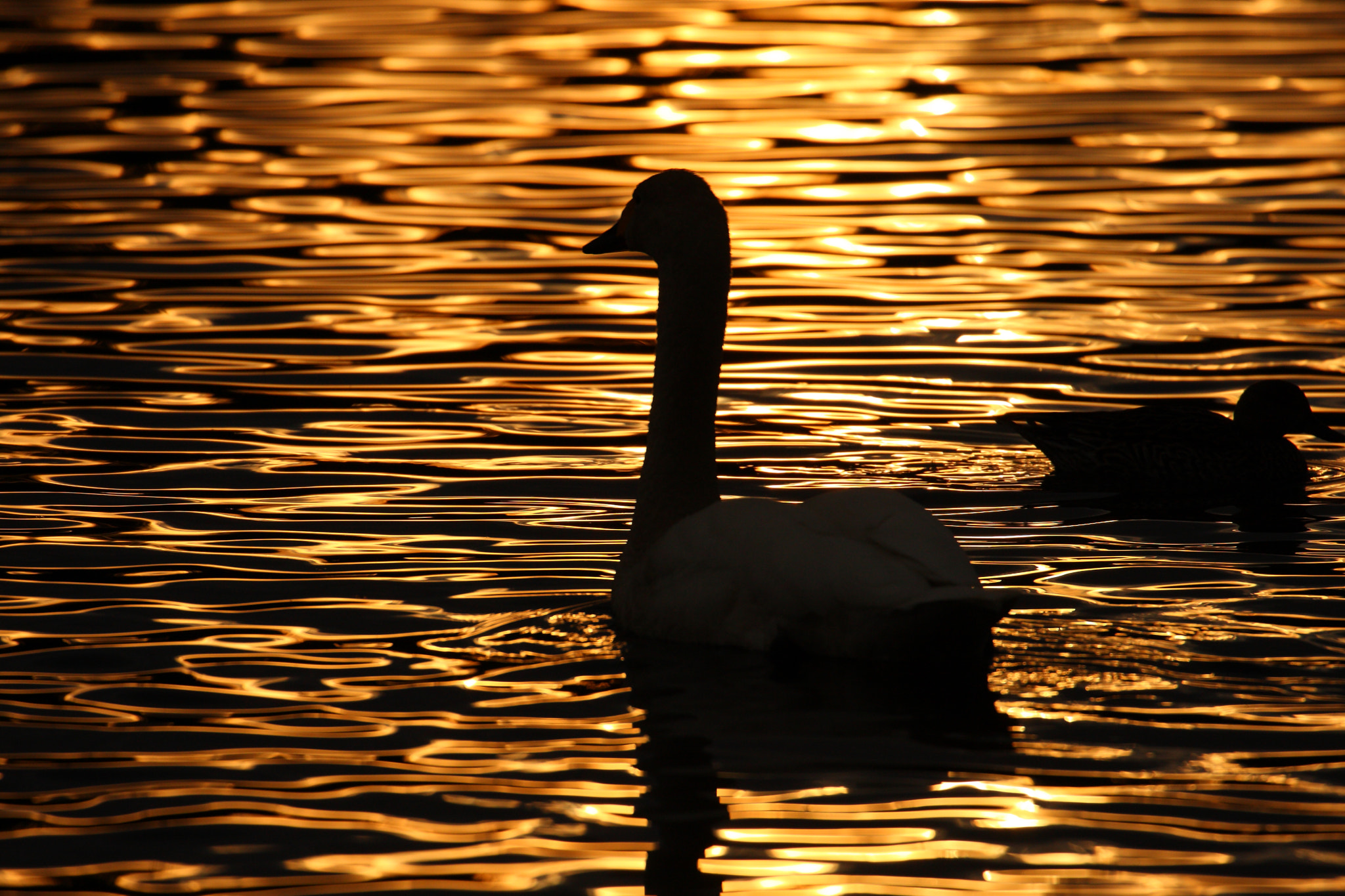Canon EF 70-300mm F4-5.6L IS USM sample photo. Swan photography