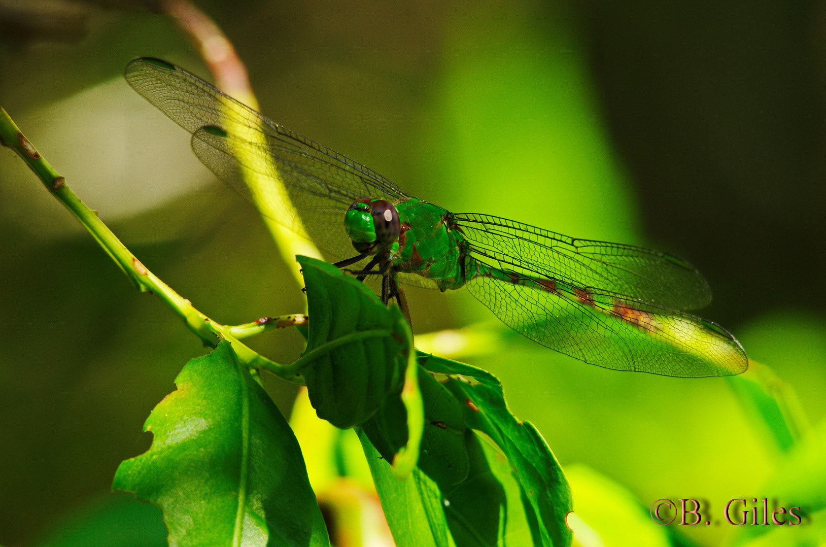 Sigma 150-500mm F5-6.3 DG OS HSM sample photo. Green dragon photography