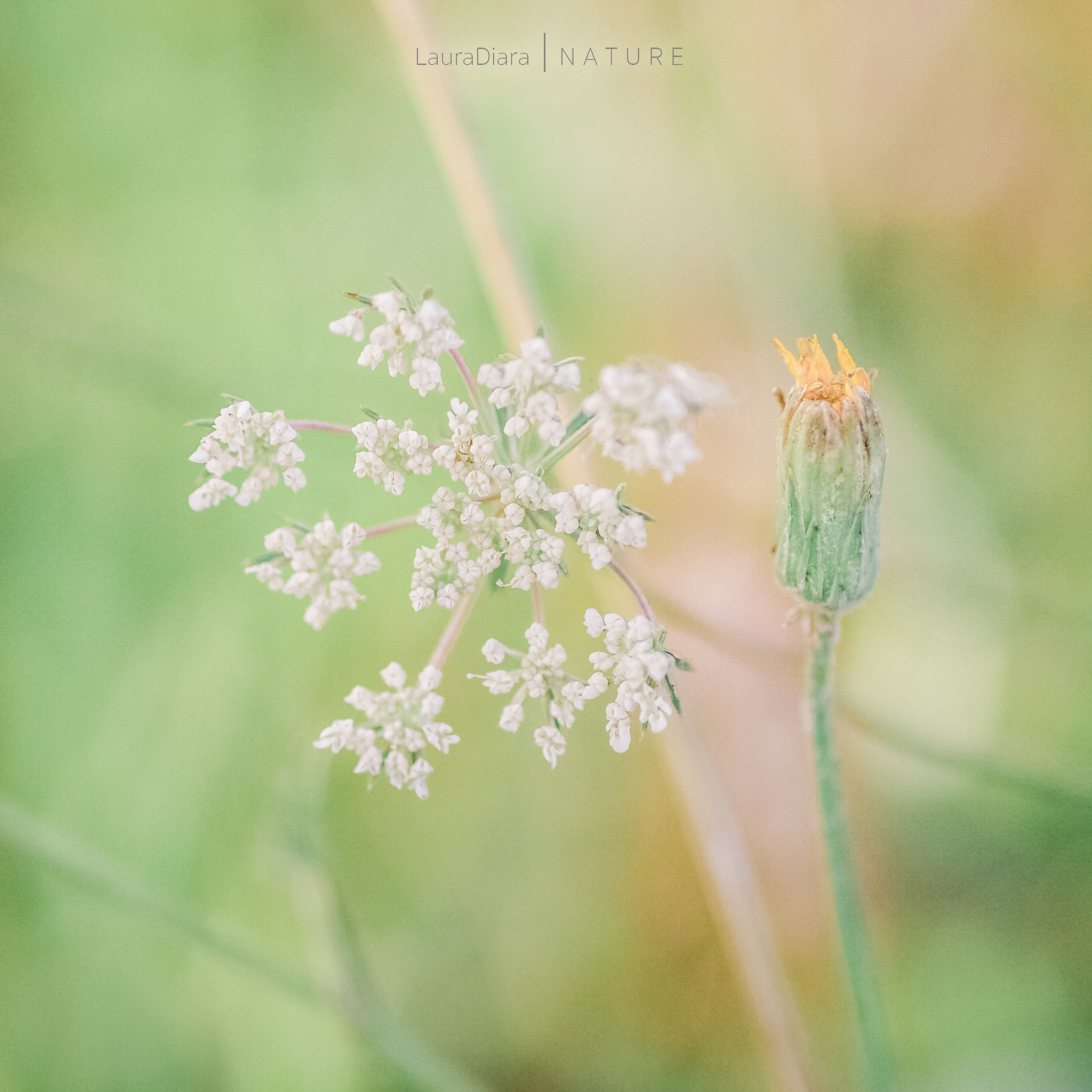 Canon EOS 40D + Tamron SP AF 90mm F2.8 Di Macro sample photo. In my meadow photography