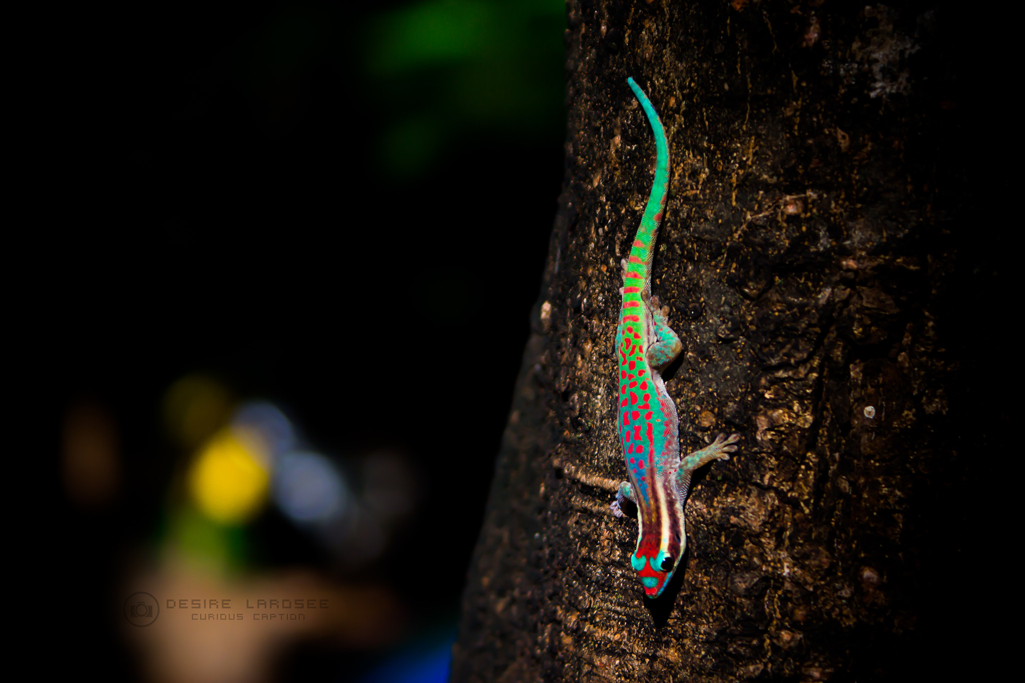 Canon EF 28-90mm f/4-5.6 sample photo. Lizard photography