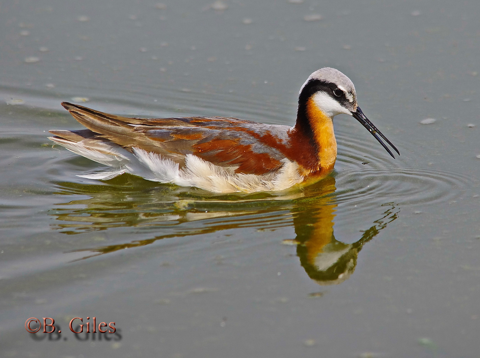 Sigma 150-500mm F5-6.3 DG OS HSM sample photo. Talking to one's self photography