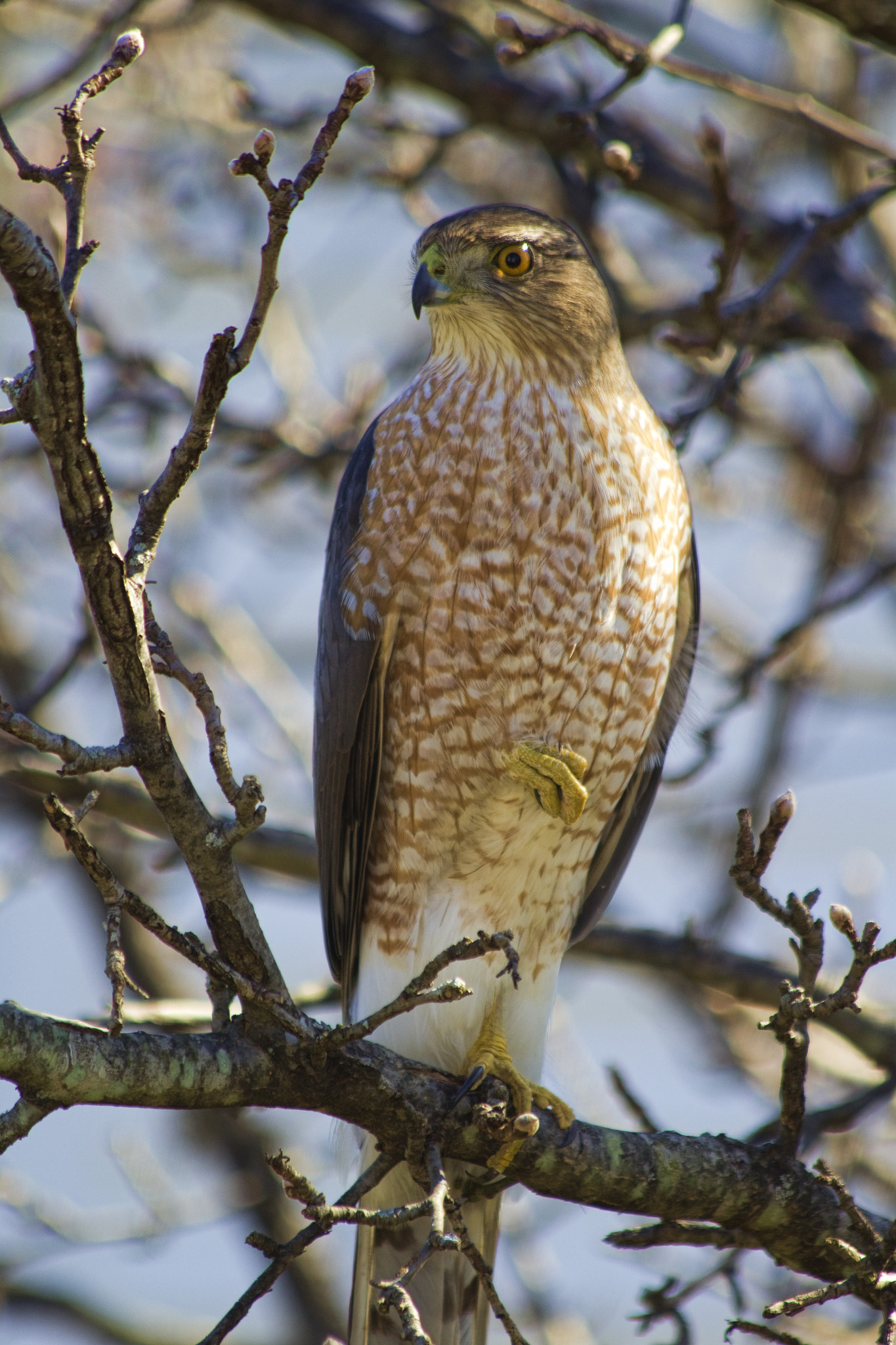 Canon EF 70-300mm F4-5.6 IS USM sample photo. Hawk photography