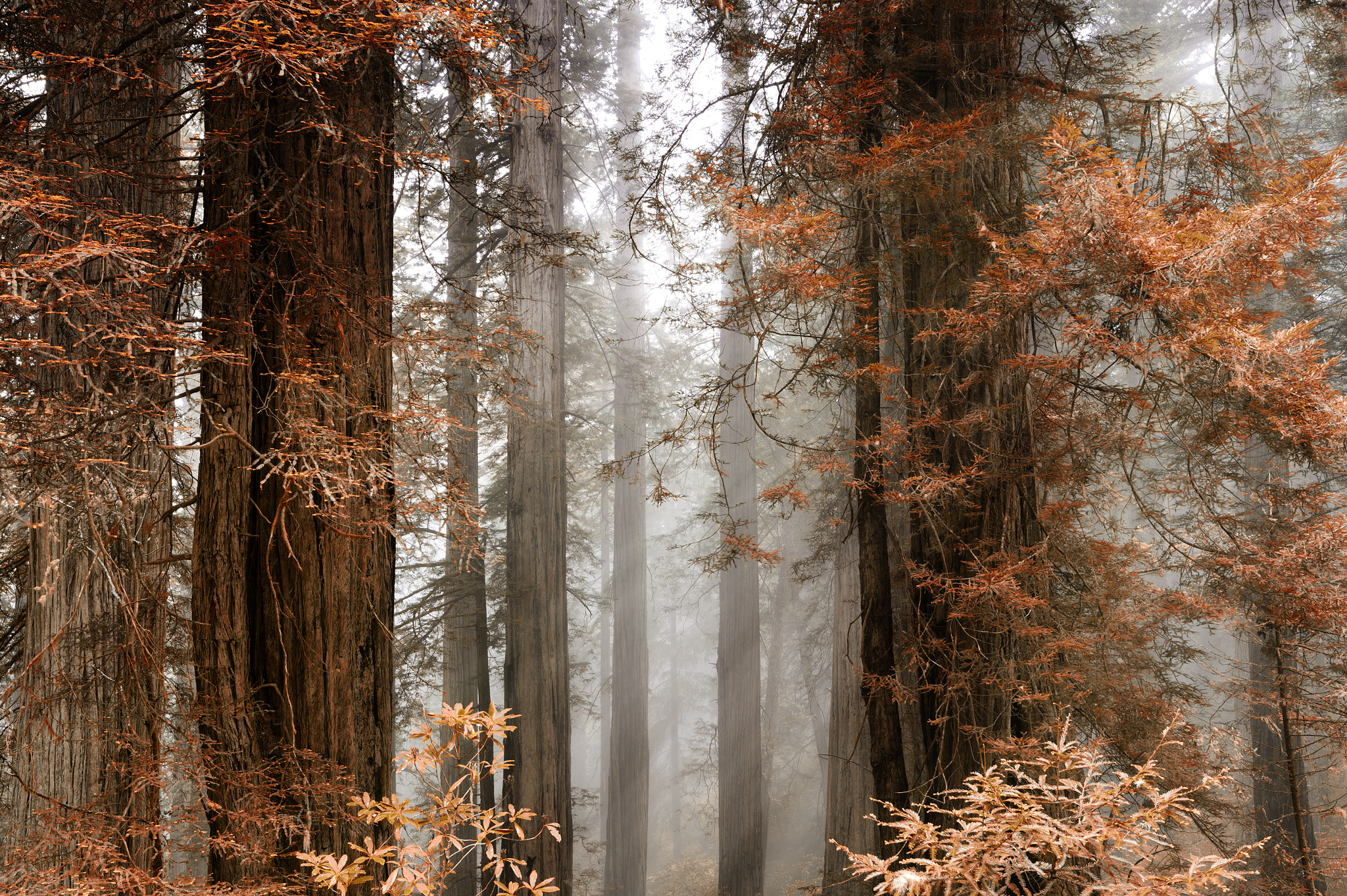 Nikon D4 sample photo. Magical forest photography
