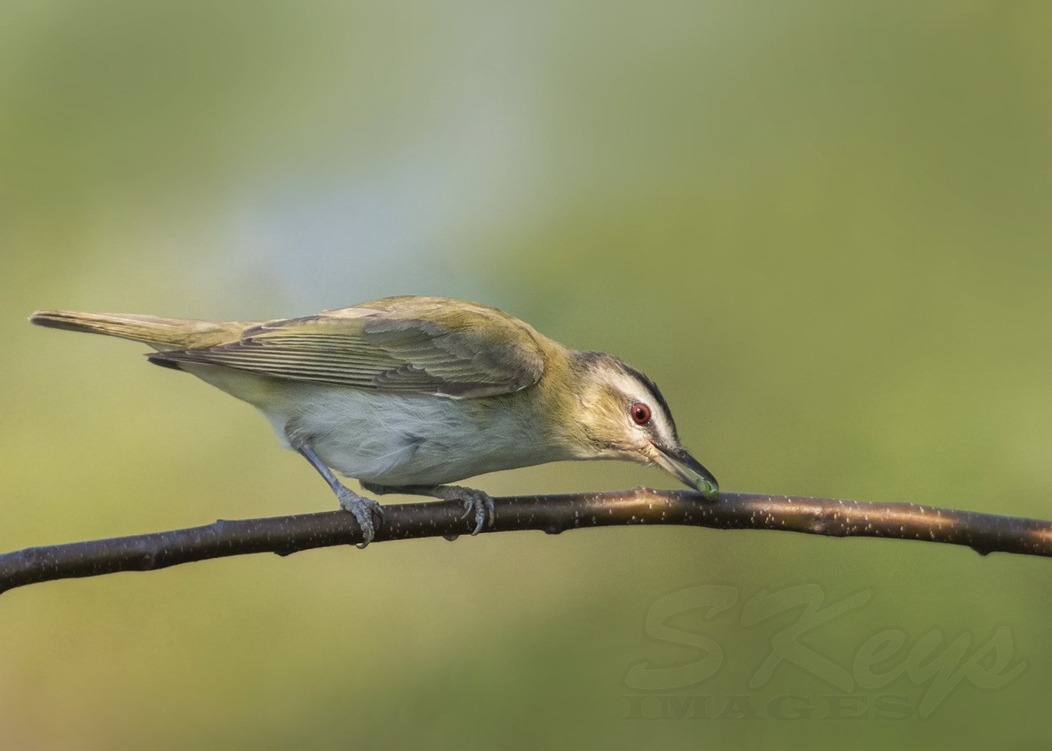 Nikon D7200 + Sigma 500mm F4.5 EX DG HSM sample photo. Nibble (red-eyed vireo) photography