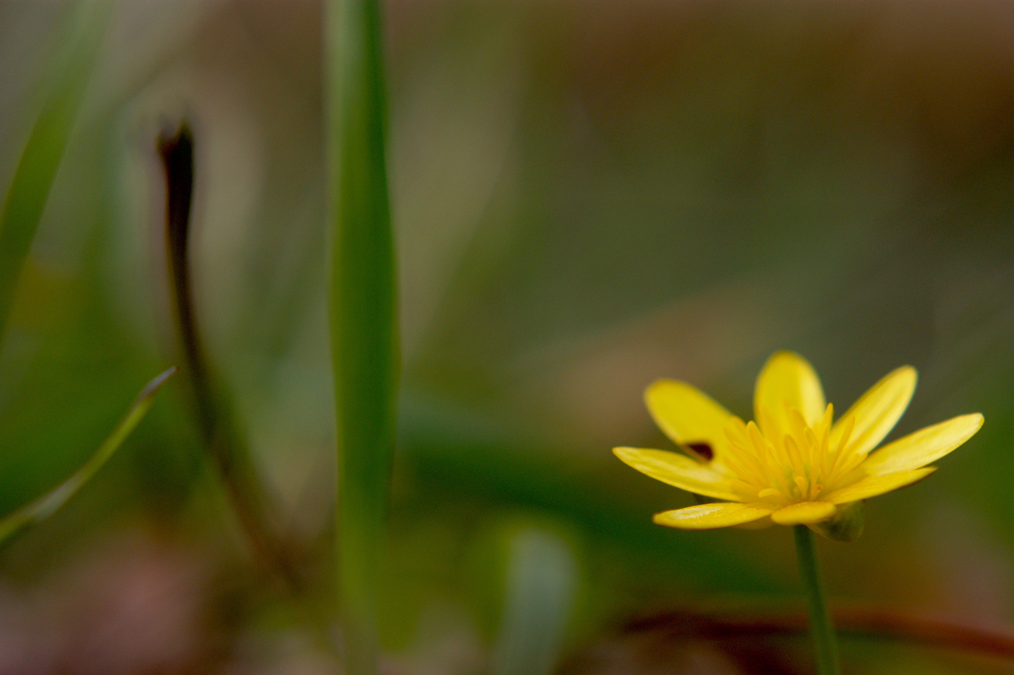 Sony Alpha DSLR-A350 + Sony DT 50mm F1.8 SAM sample photo. Yellow one photography