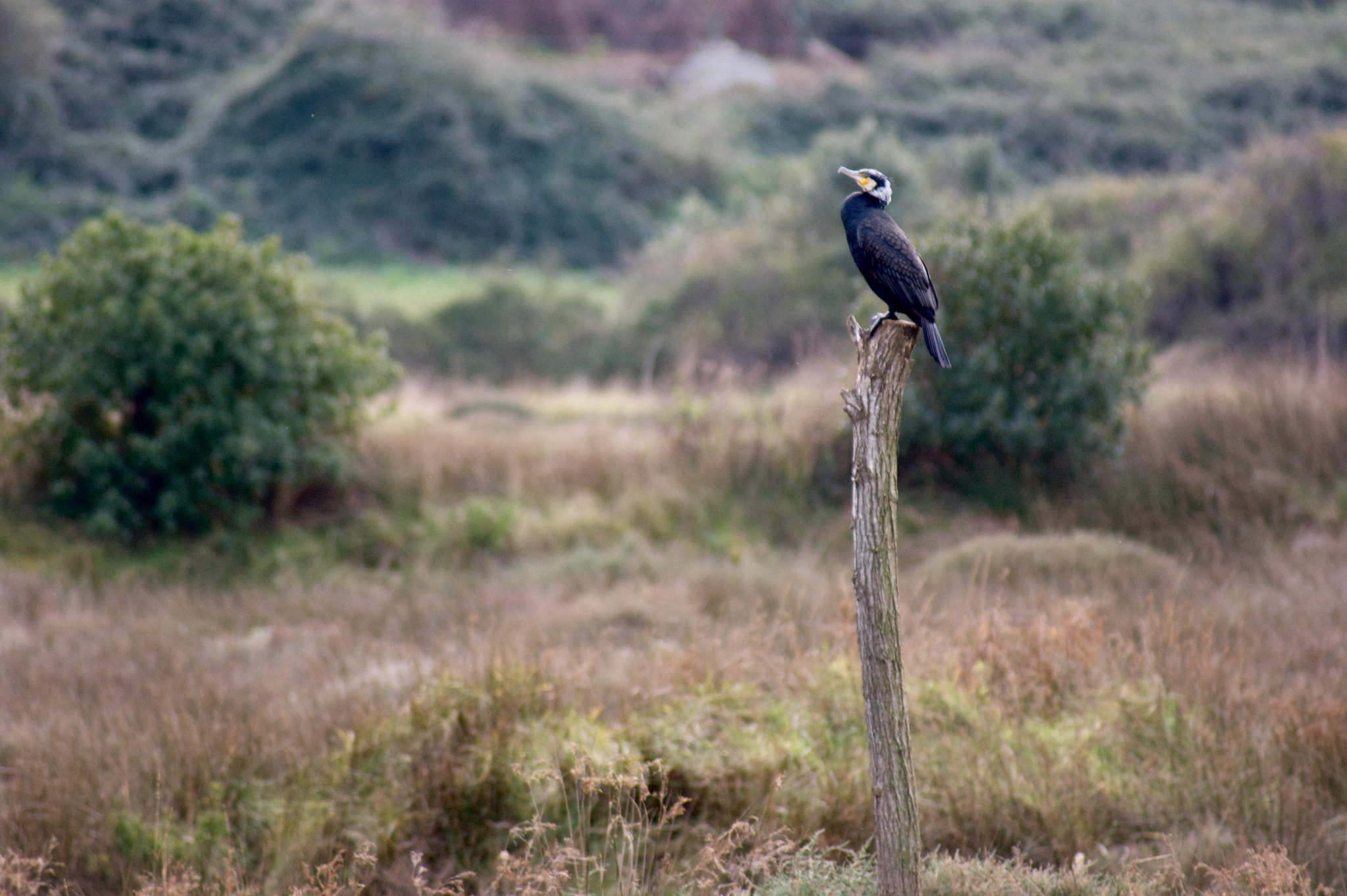 Sony 75-300mm F4.5-5.6 sample photo. Alone photography