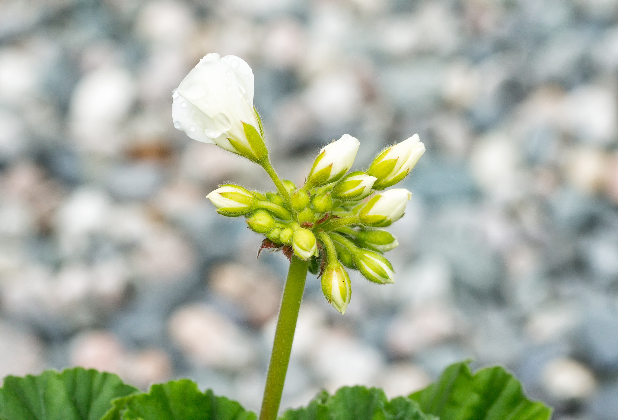 Sony Alpha NEX-7 + Tamron SP AF 90mm F2.8 Di Macro sample photo. 'you go your way and i'll go mine ... ' photography