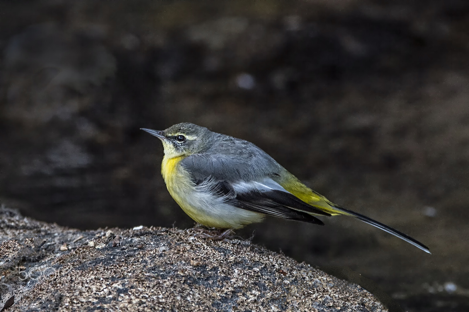 Nikon D4 sample photo. Gray wagtail photography