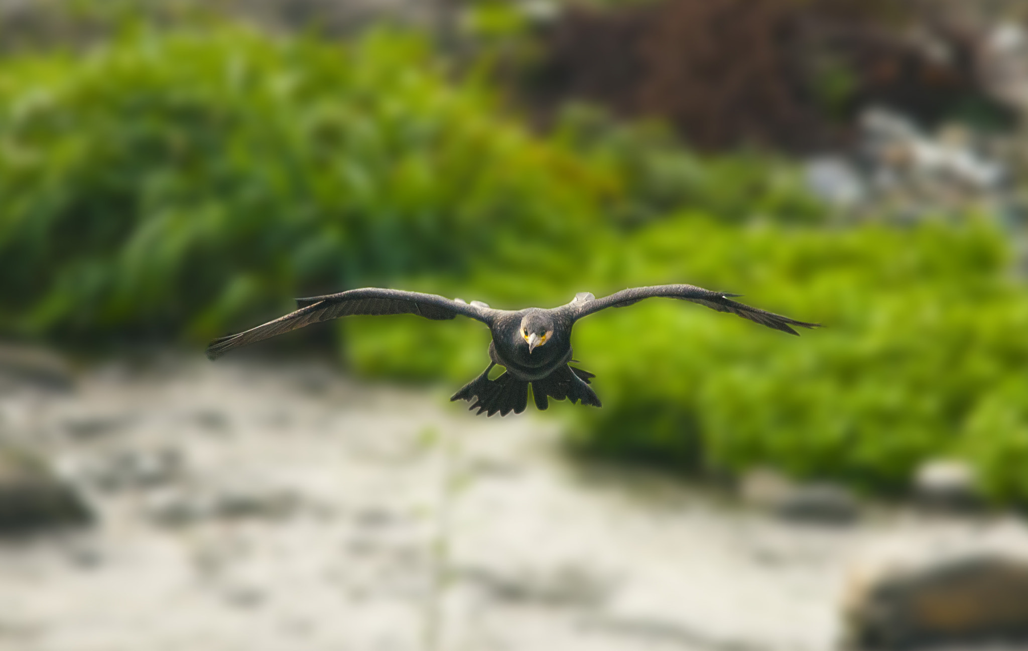 Sigma 150-500mm F5-6.3 DG OS HSM sample photo. Cr photography