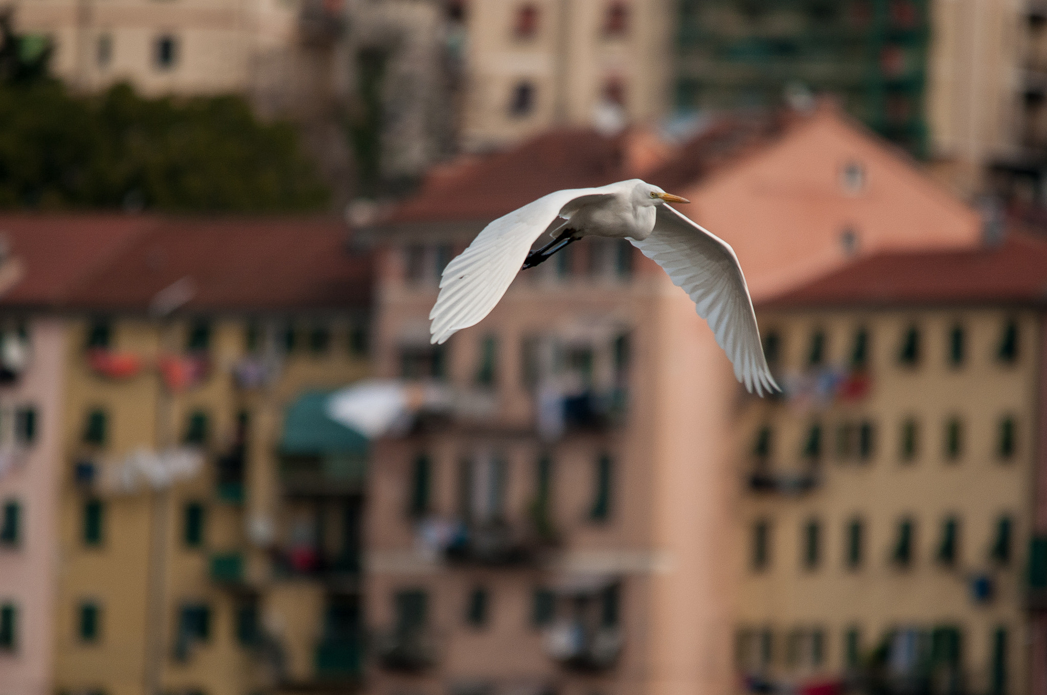 Sigma 150-500mm F5-6.3 DG OS HSM sample photo. 2016-02-05_wil_112458-2-2.jpg photography