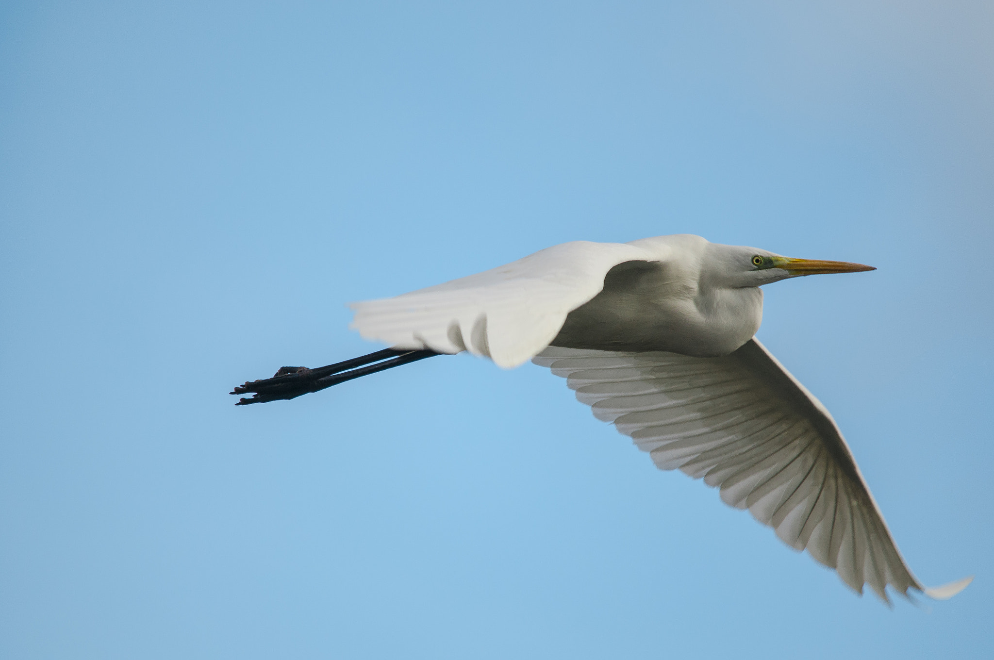 Sigma 150-500mm F5-6.3 DG OS HSM sample photo. 2016-02-01_wil_112467-2-2.jpg photography