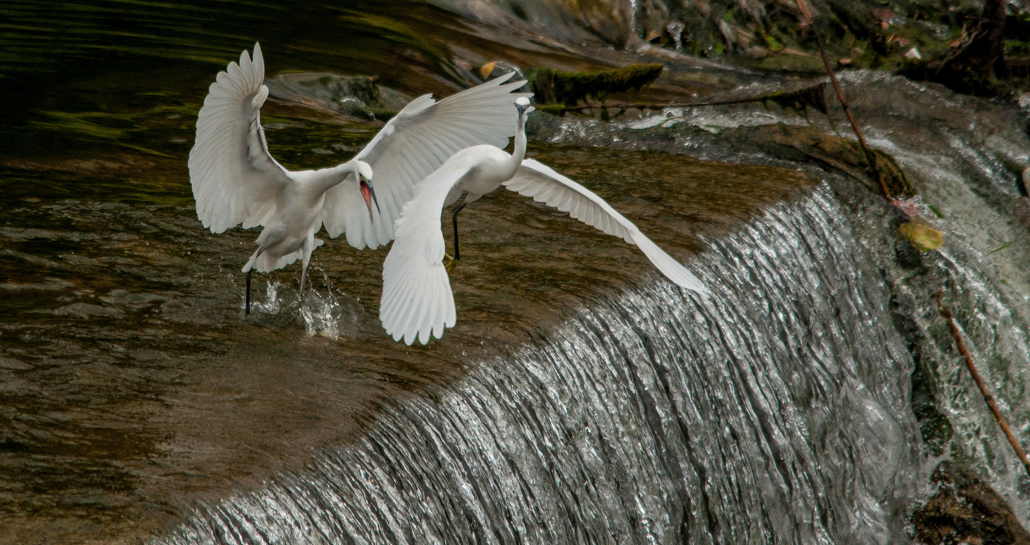 Sigma 150-500mm F5-6.3 DG OS HSM sample photo. Wil photography