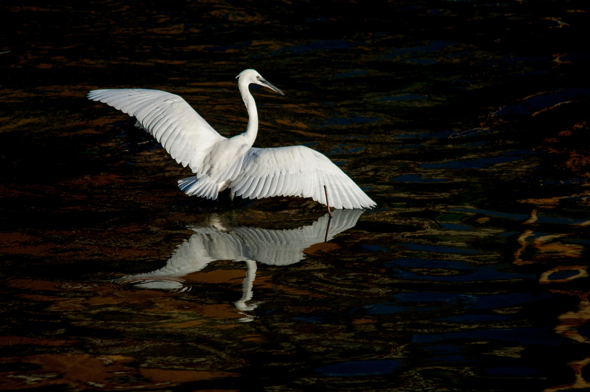 Sigma 150-500mm F5-6.3 DG OS HSM sample photo. 2016-02-06_wil_062844-2.jpg photography