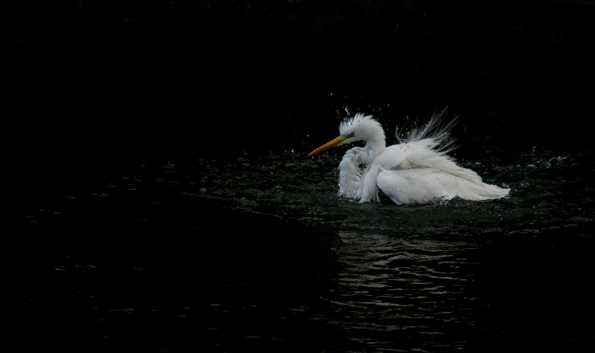 Sigma 150-500mm F5-6.3 DG OS HSM sample photo. 2016-01-31_wil_112313-2-2.jpg photography