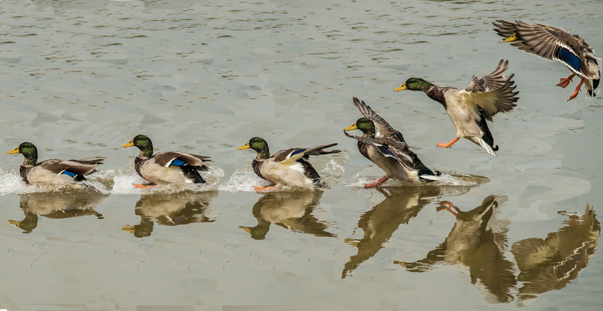 Sigma 150-500mm F5-6.3 DG OS HSM sample photo. Sequenza photography