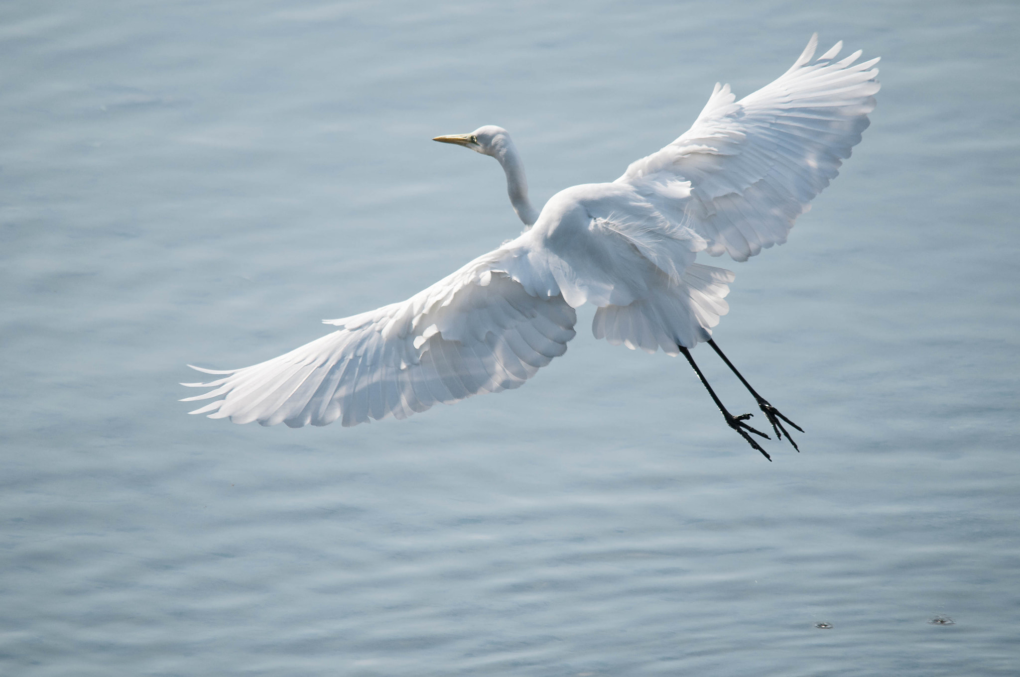 Sigma 150-500mm F5-6.3 DG OS HSM sample photo. 2016-01-25_wil_110578-2-3.jpg photography