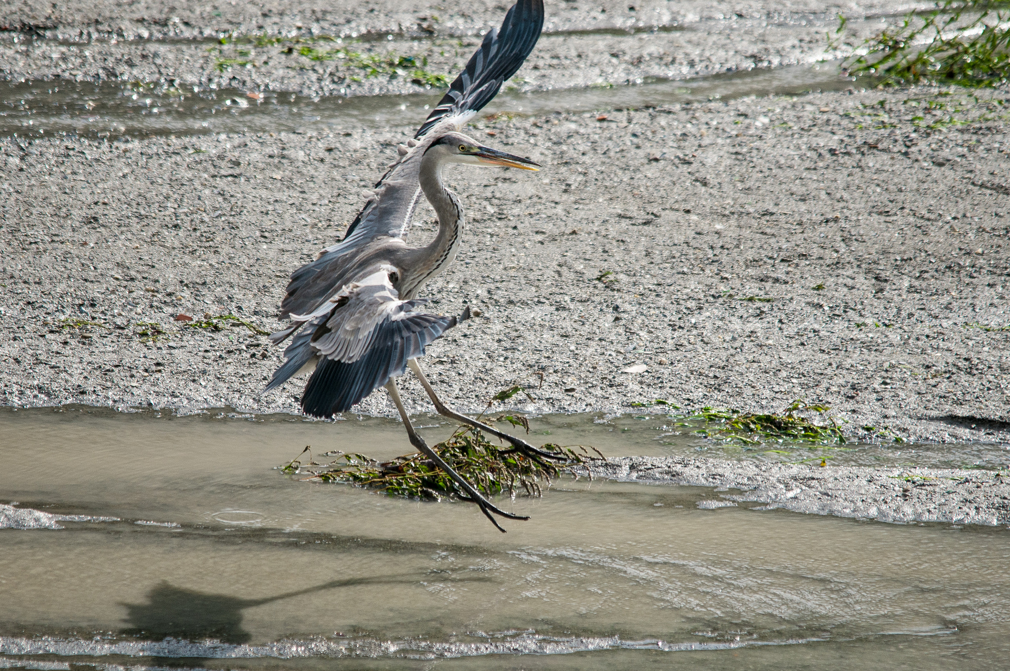 Sigma 150-500mm F5-6.3 DG OS HSM sample photo. 2016-01-20_wil_074751-2.jpg photography