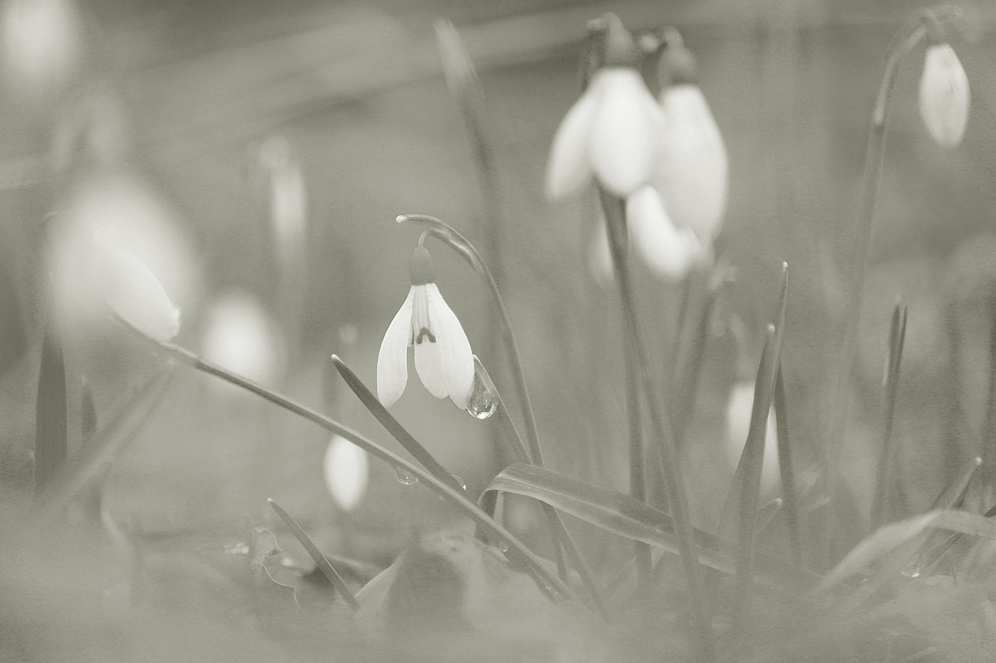 Canon EOS 500D (EOS Rebel T1i / EOS Kiss X3) sample photo. Whisper of spring photography