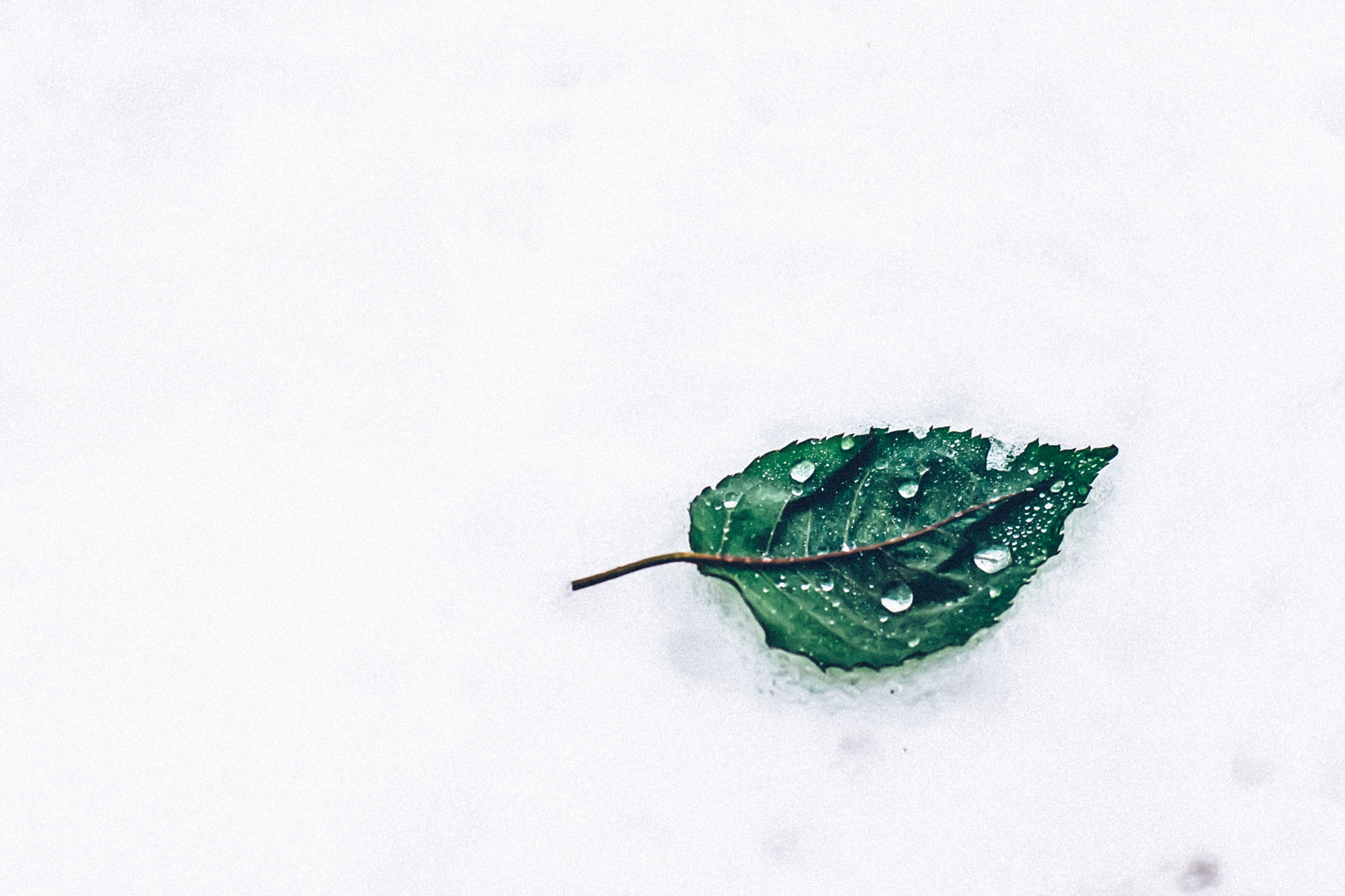 Sony 50mm F1.4 sample photo. Leaf on the snow photography