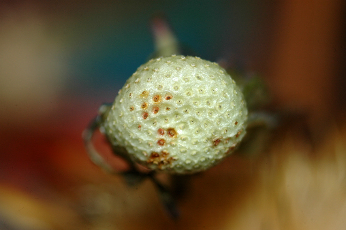 AF Zoom-Nikkor 35-70mm f/3.3-4.5 N sample photo. # photography